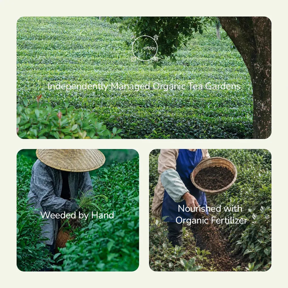 Wild · 野 Organic Matcha (30g)